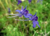 Delphinium consolida