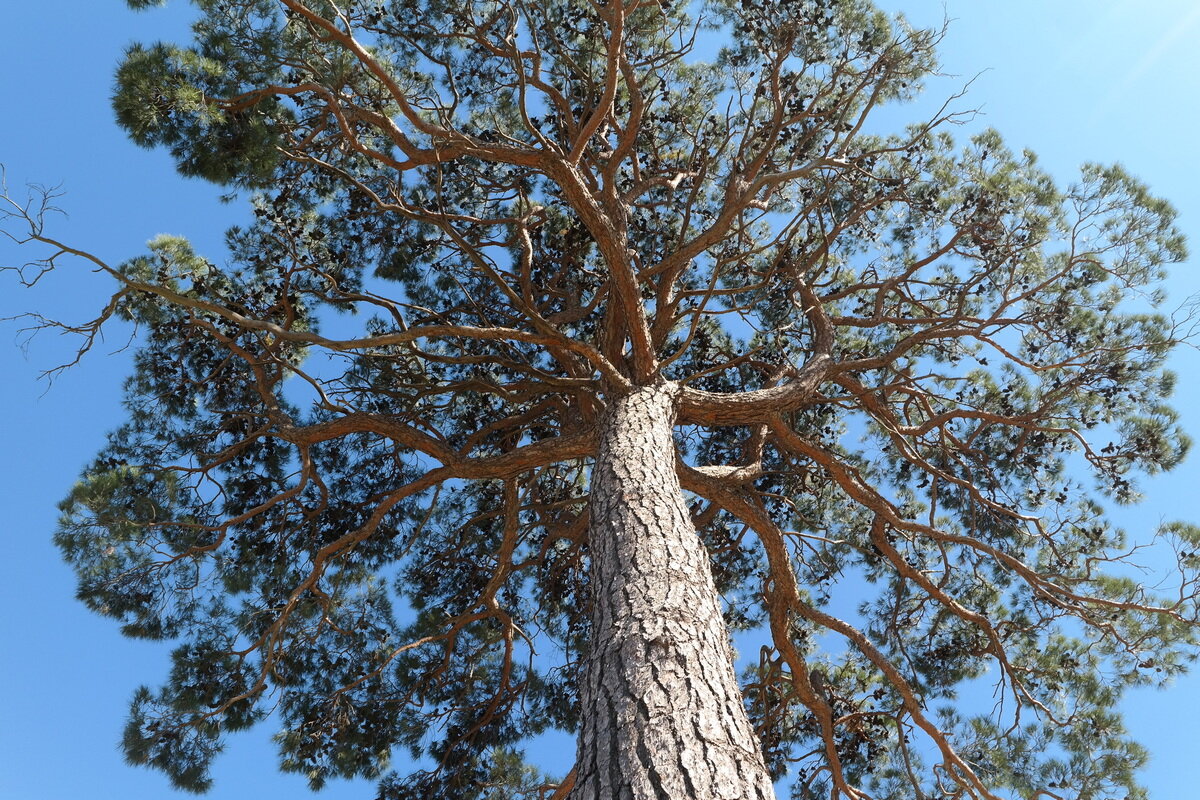 Image of Pinus pityusa specimen.