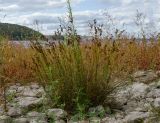 род Juncus