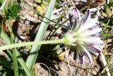 Taraxacum candidatum. Соцветие (вид со стороны обёртки). Таджикистан, Горно-Бадахшанская автономная обл., Мургабский р-н, Аличурская дол., выс. ≈ 3800 м н.у.м., пойма реки. 4 июля 2024 г.