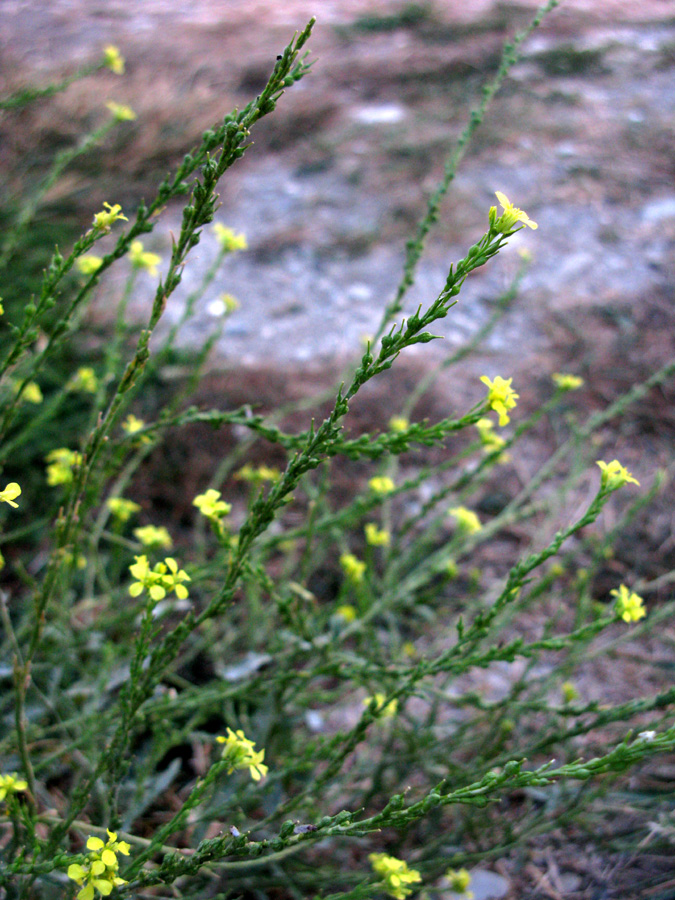 Image of Rapistrum rugosum specimen.