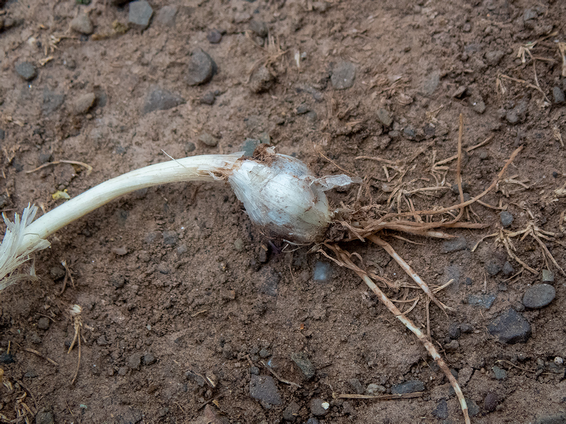Image of Allium rotundum specimen.