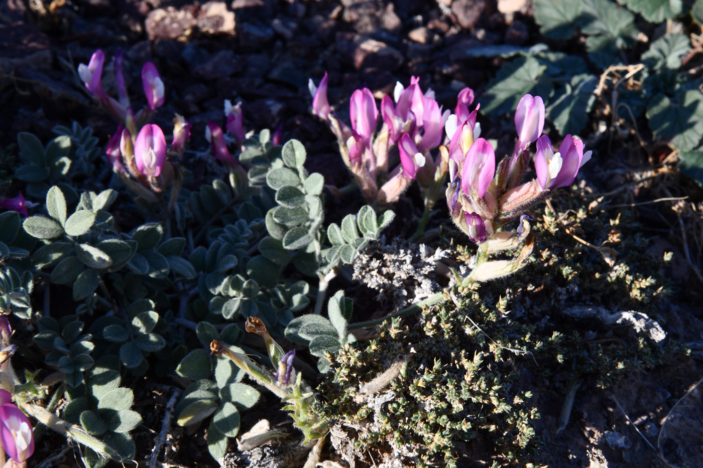 Изображение особи Astragalus petraeus.