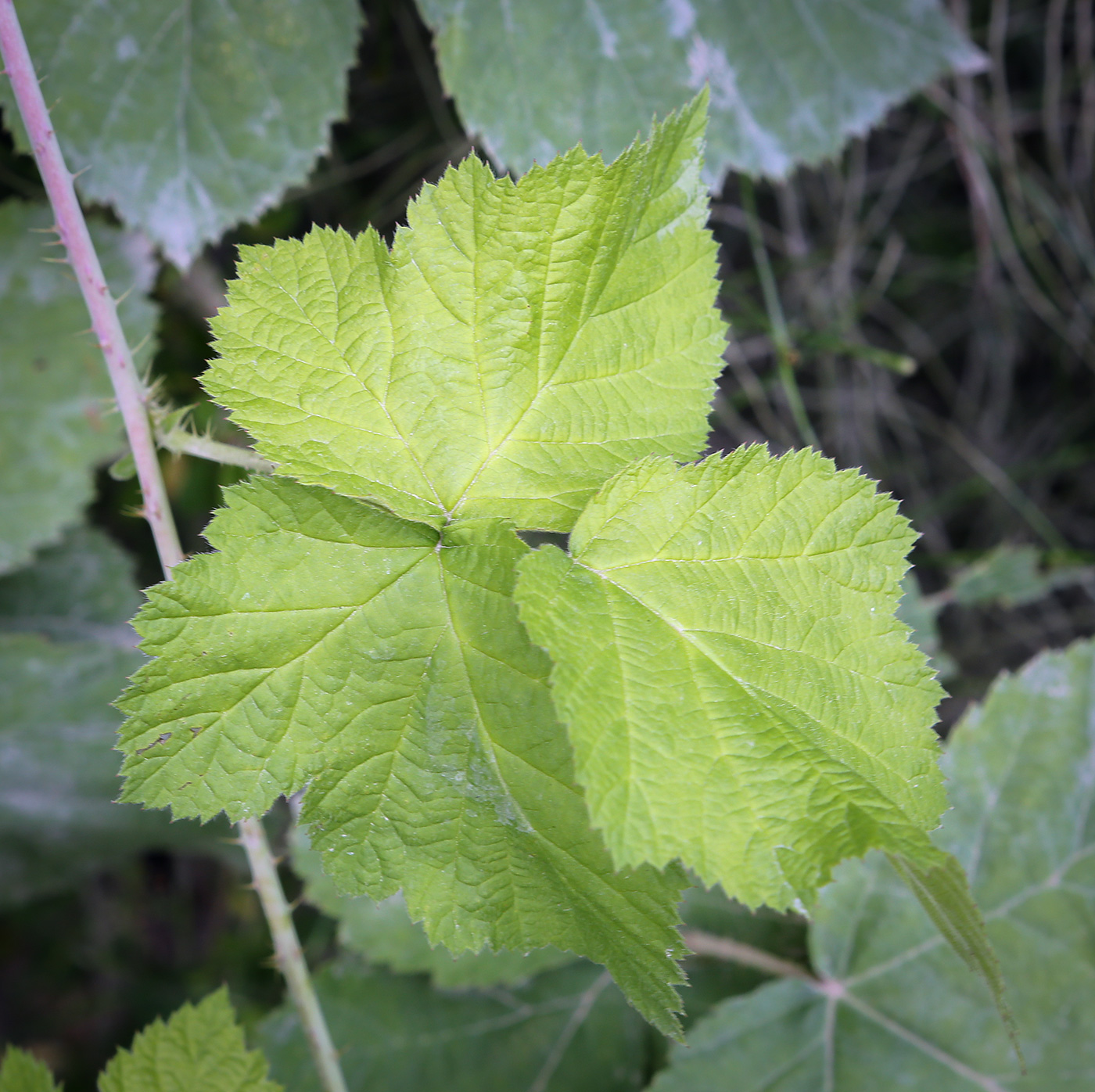 Image of Rubus caesius specimen.
