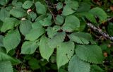 Ulmus glabra
