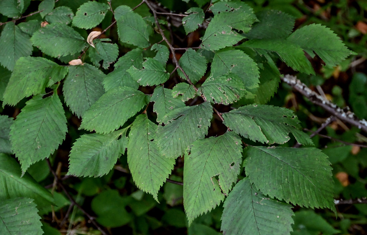 Изображение особи Ulmus glabra.