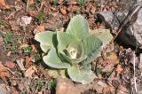 род Verbascum