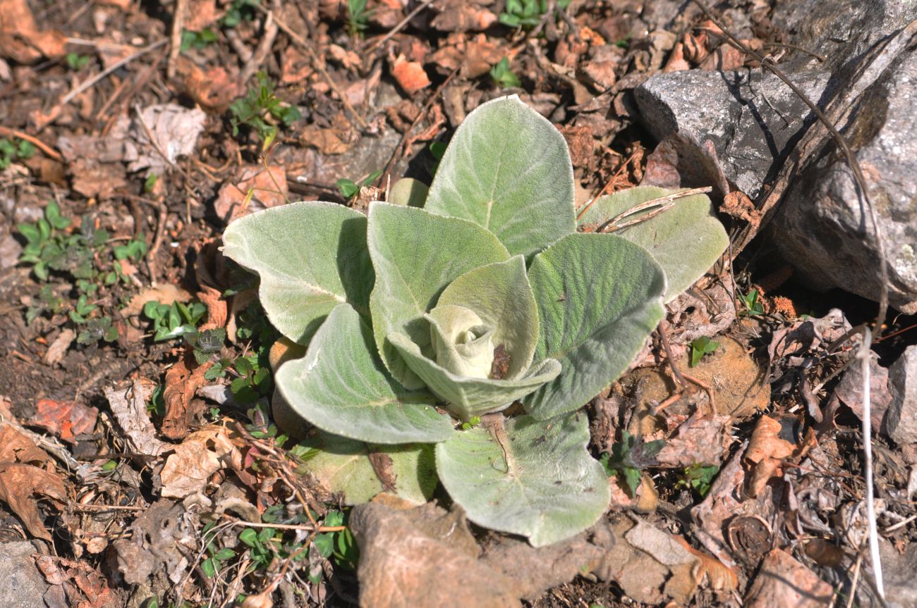 Image of genus Verbascum specimen.