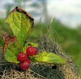 Vaccinium praestans. Плодоносящее растение. Южный Сахалин, хр. Сусунайский, побережье Охотского моря, оз. Изменчивое, опушка хвойного леса. 08.08.2007.