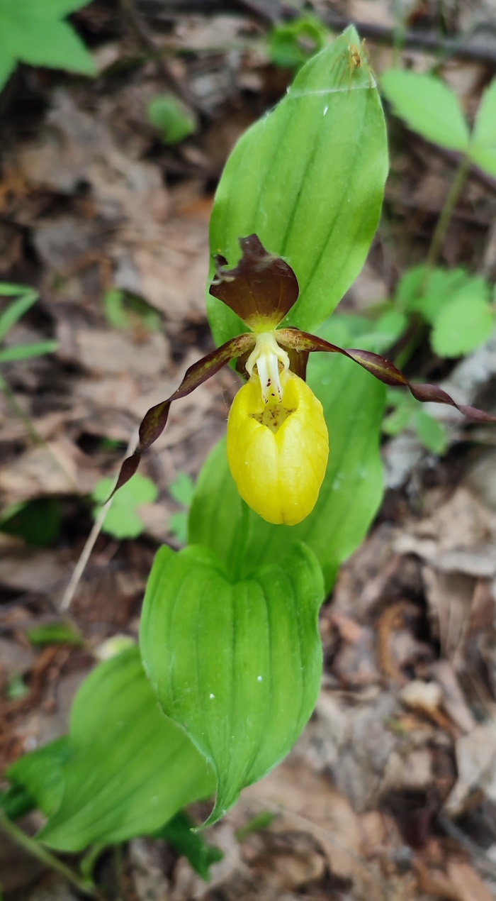 Image of Cypripedium calceolus specimen.