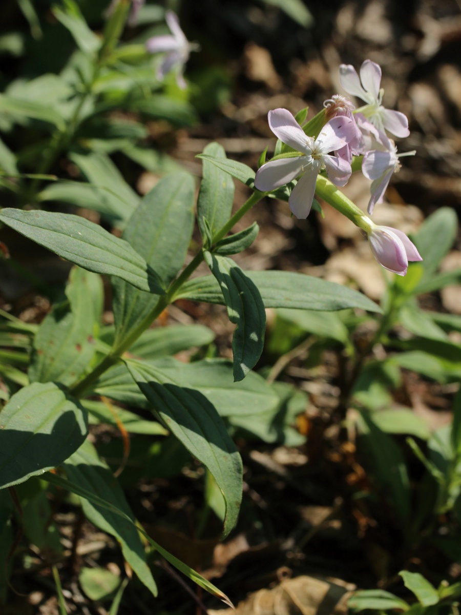 Image of Saponaria officinalis specimen.