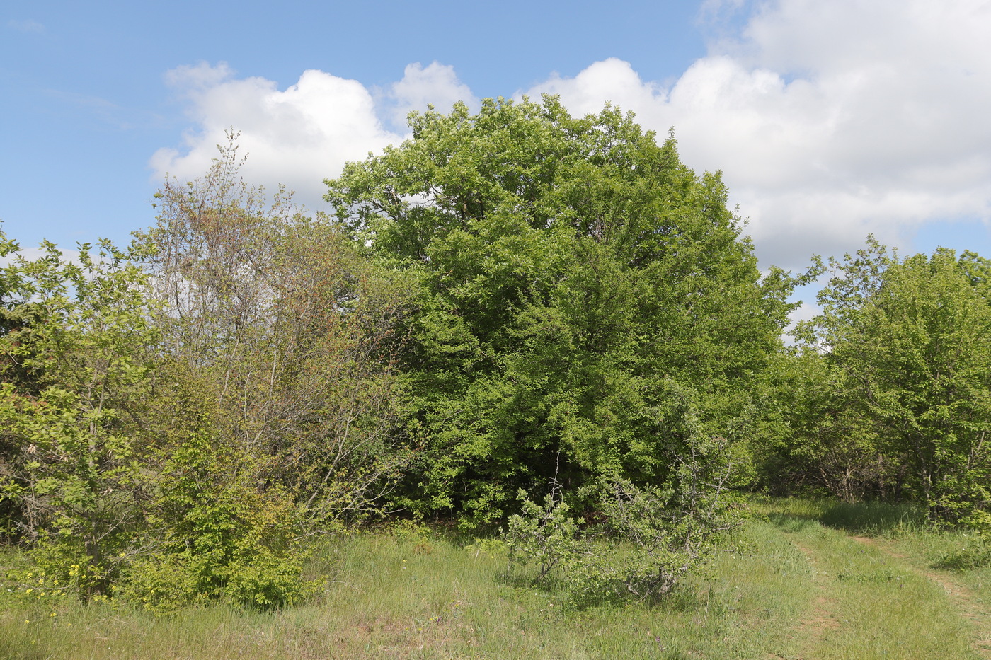 Image of Quercus calcarea specimen.