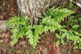 Asplenium adiantum-nigrum. Вегетирующее растение. Крым, Севастополь, окр. с. Резервное, шибляк. 29 мая 2025 г.