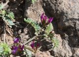 genus Astragalus. Верхушка побега с соцветием. Турция, ил Карс, окр. г. Дигор, плоскогорье между Дигорским карьером и ущ.м р. Дигор, рядом с камнем. 19 мая 2025 г.