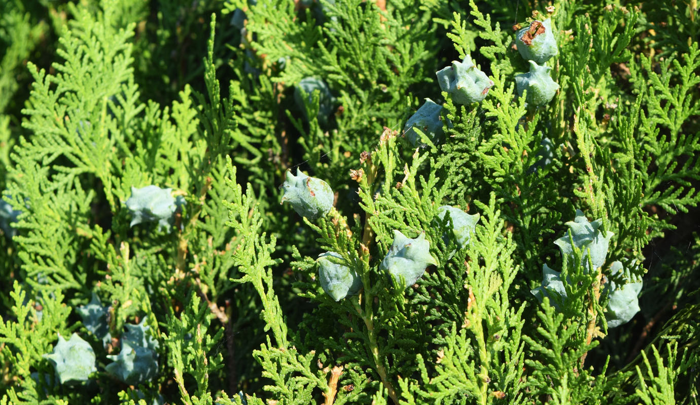 Изображение особи Platycladus orientalis.