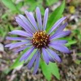 Aster sibiricus. Соцветие. Коми, Интинский р-н, нац. парк \"Югыд Ва\", долина р. Кожим ниже устья р. Балбанью. 29.07.2010.