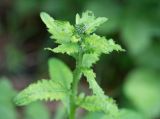 Carduus crispus