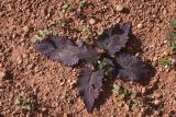 genus Salvia