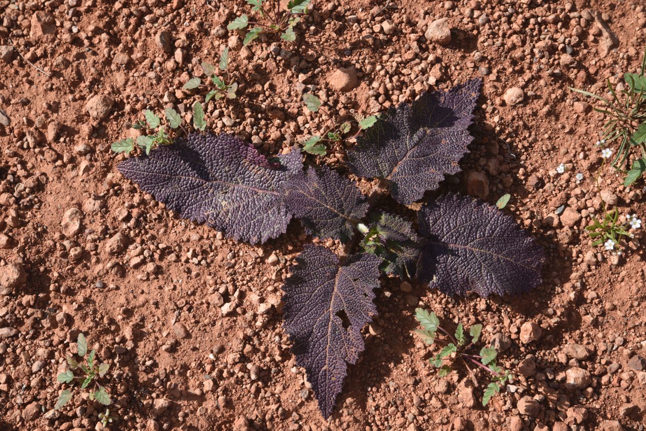 Изображение особи род Salvia.