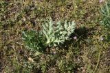 род Eryngium. Вегетирующее растение. Турция, ил Ван, 3 км к З от дер. Кечикыран, берег оз. Ван, выс. 1650 м н.у.м., горная степь. 21 мая 2025 г.