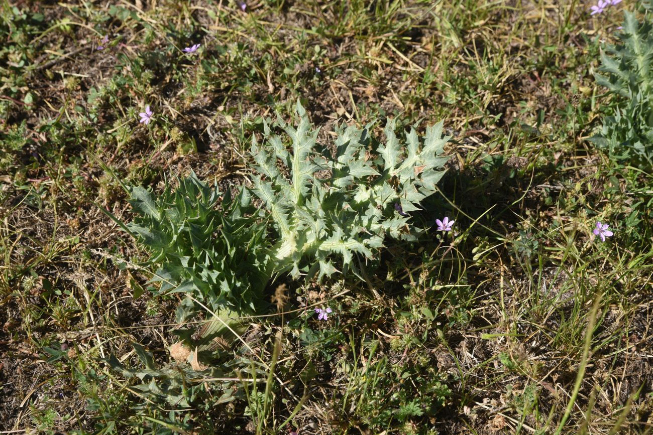 Image of genus Eryngium specimen.