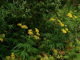 Senecio cannabifolius. Цветущие растения. Хабаровский край, окр. г. Комсомольск-на-Амуре, граница лиственного леса и просеки ЛЭП. 03.08.2025.