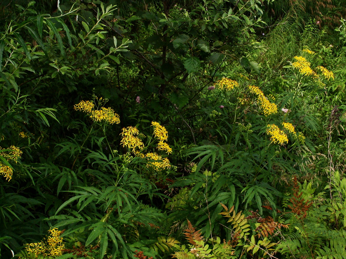 Image of Senecio cannabifolius specimen.
