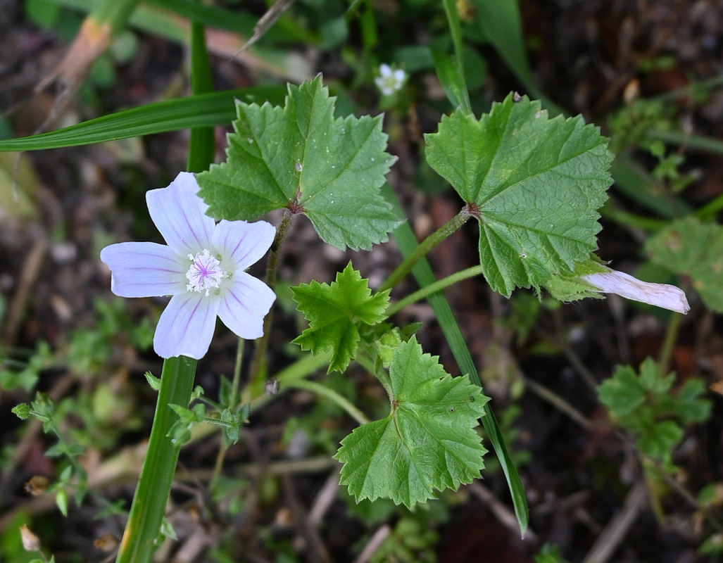 Image of genus Malva specimen.