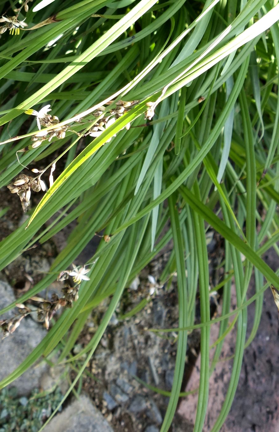 Изображение особи Chlorophytum comosum.