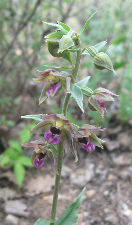 Image of Epipactis helleborine specimen.