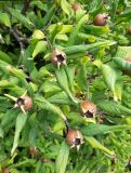 Mespilus germanica