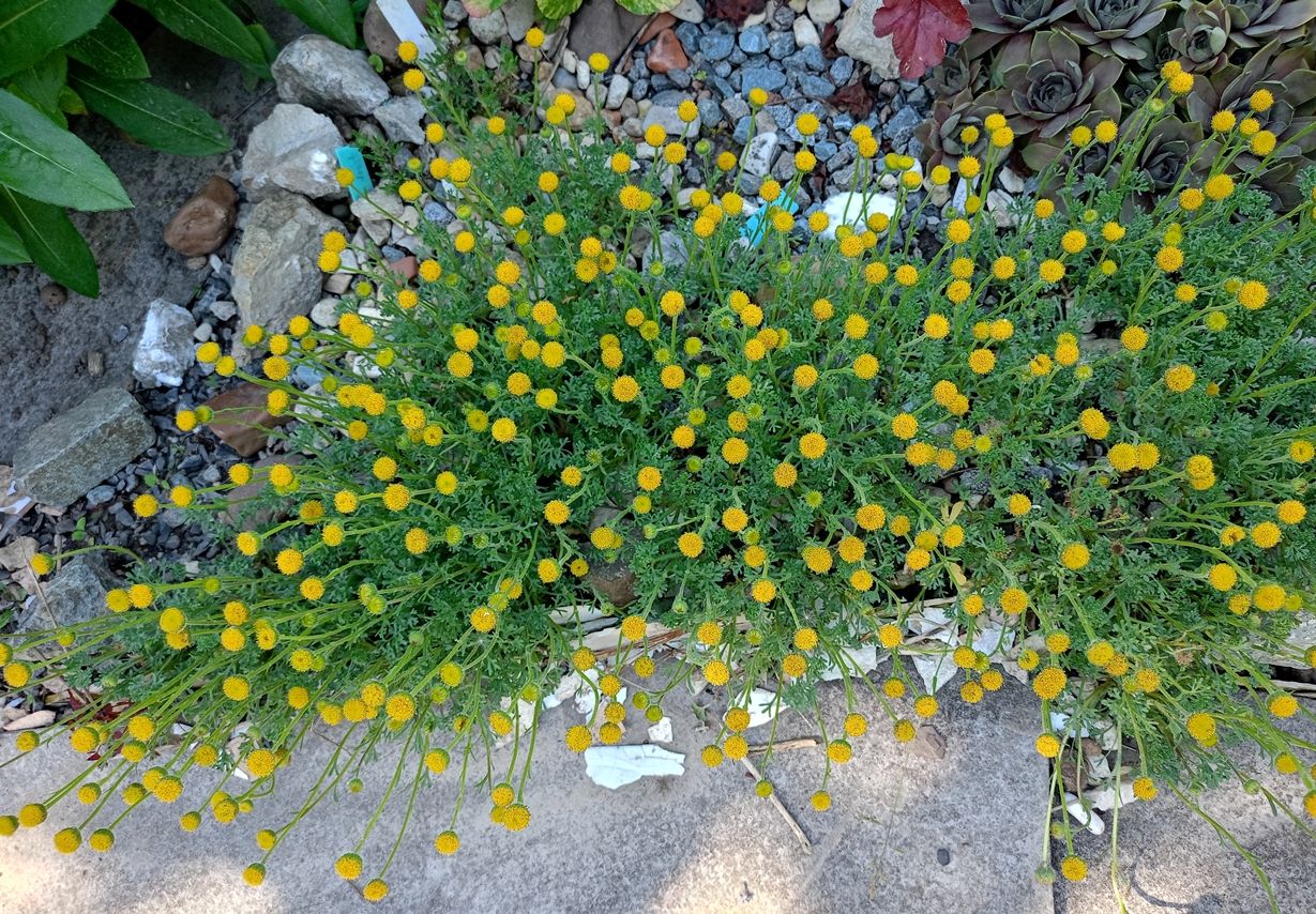 Изображение особи Cancrinia discoidea.