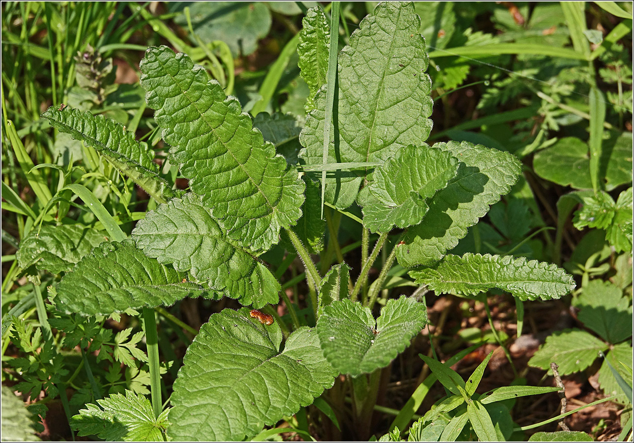 Изображение особи Betonica officinalis.