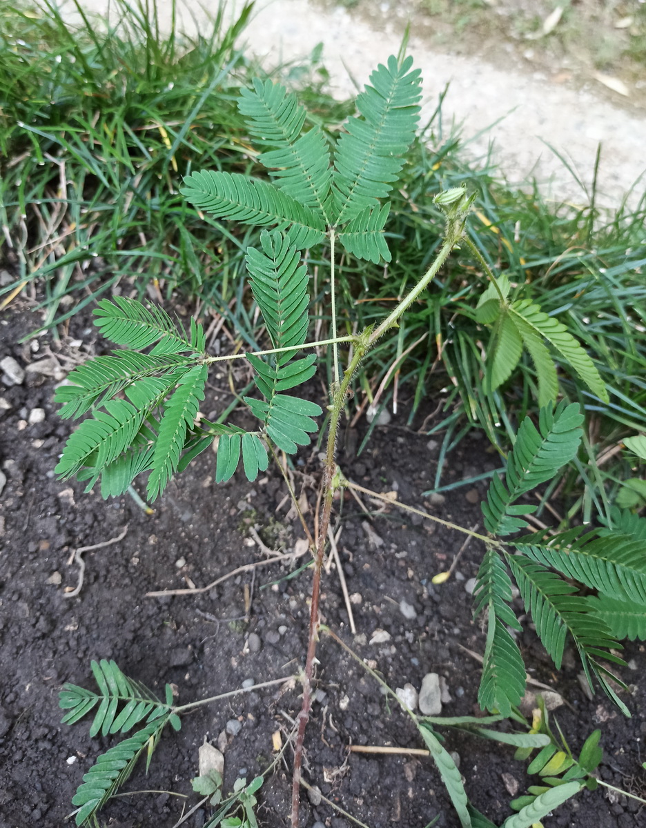 Image of Mimosa pudica specimen.