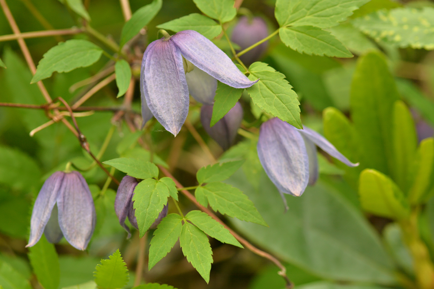Image of Atragene ochotensis specimen.