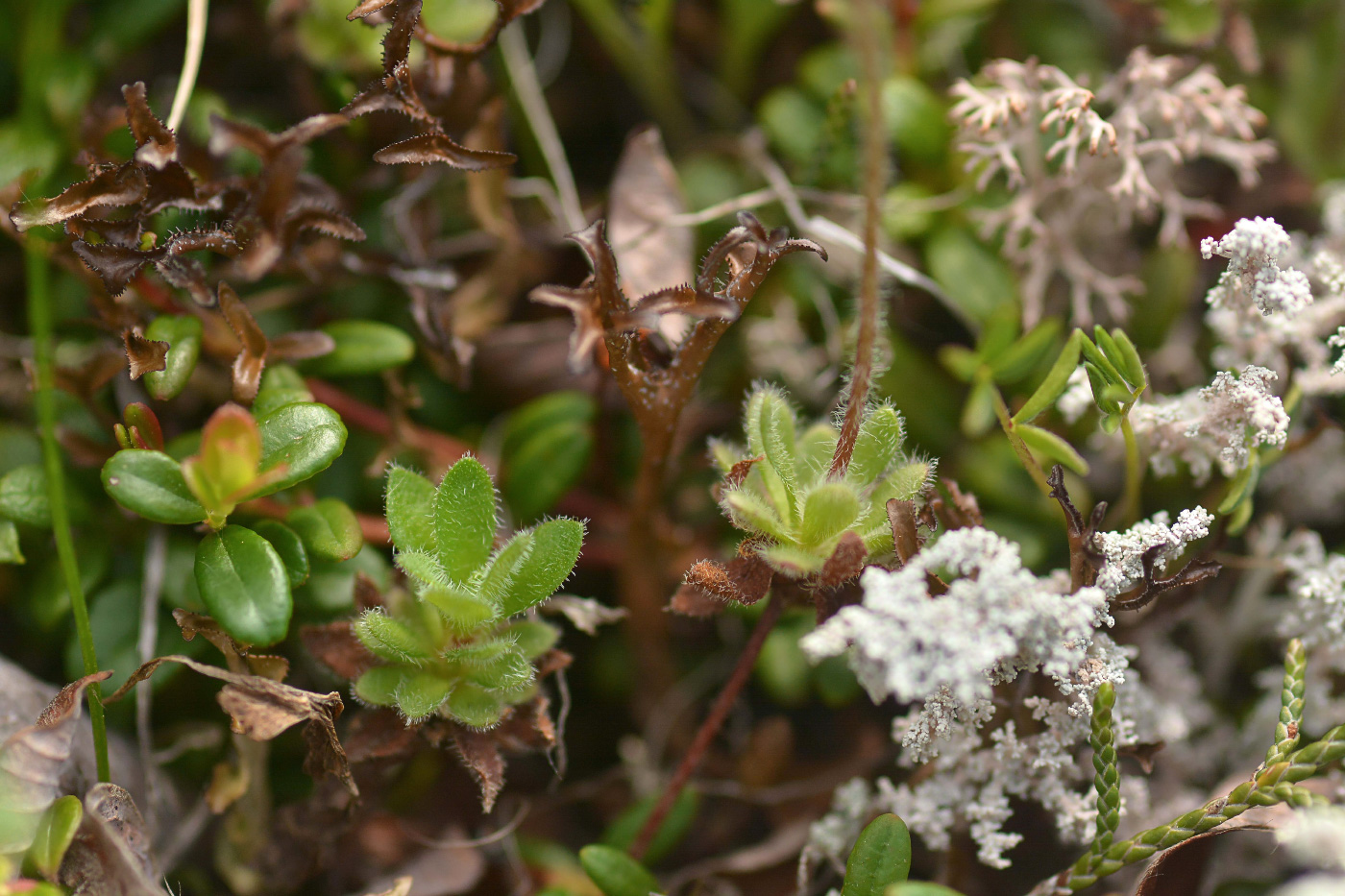 Изображение особи Androsace capitata.