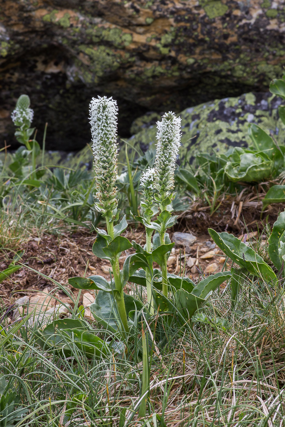 Image of Lagotis uralensis specimen.