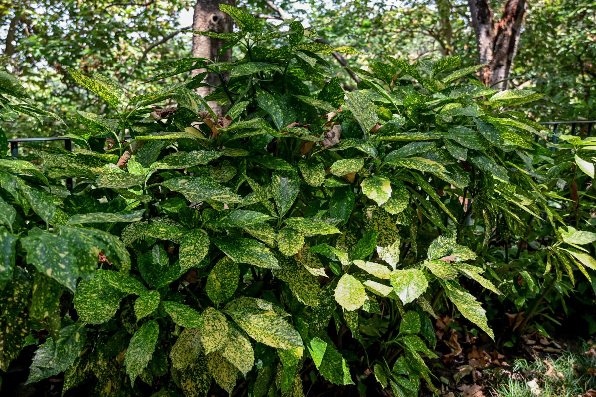 Изображение особи Aucuba japonica.