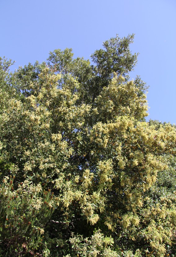Image of Quercus ilex specimen.
