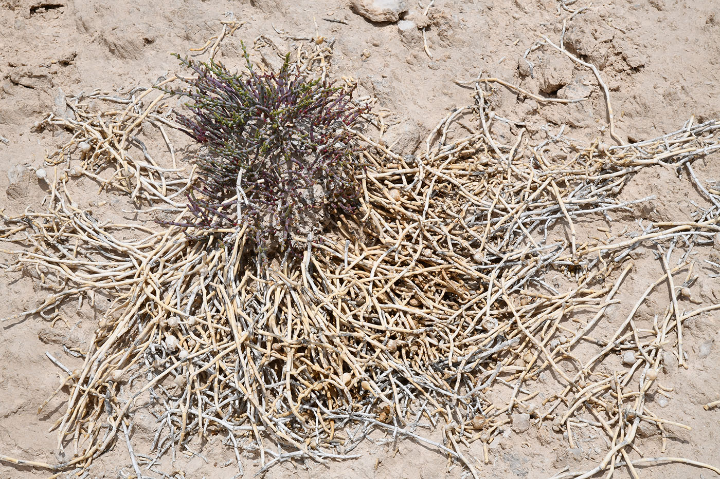 Image of Anabasis truncata specimen.