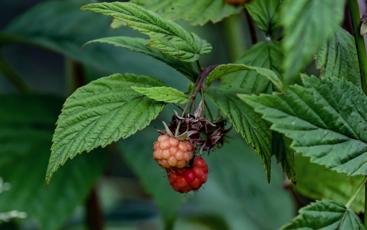 Изображение особи Rubus idaeus.