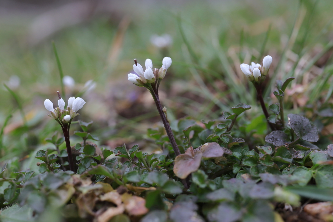 Image of Cardamine hirsuta specimen.