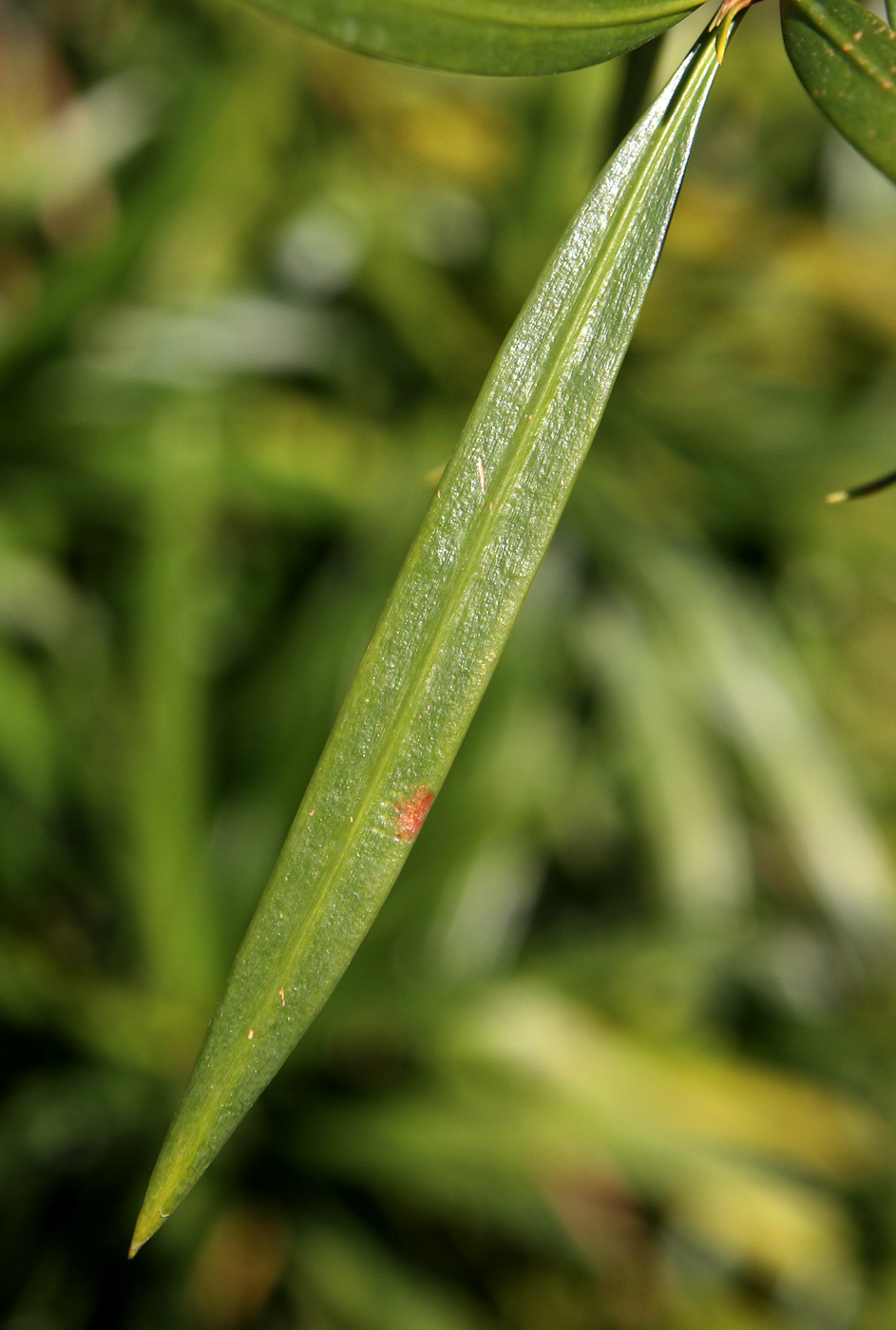 Изображение особи Podocarpus dispermus.