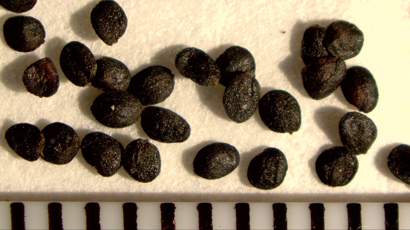 Изображение особи Arabis nordmanniana.