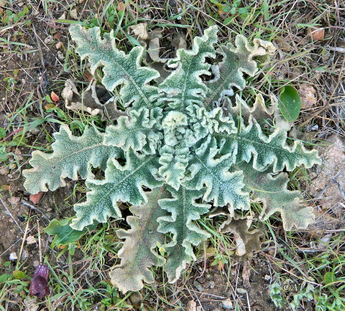 Изображение особи род Verbascum.