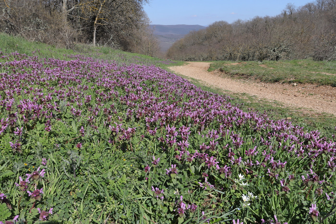 Image of Lamium purpureum specimen.