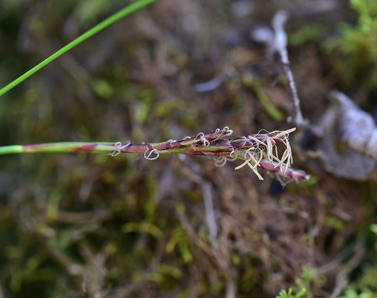 Image of genus Carex specimen.
