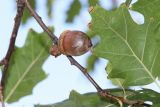 Quercus rubra. Часть побега с плодом и листом. Москва, уличное озеленение. 22.09.2025.