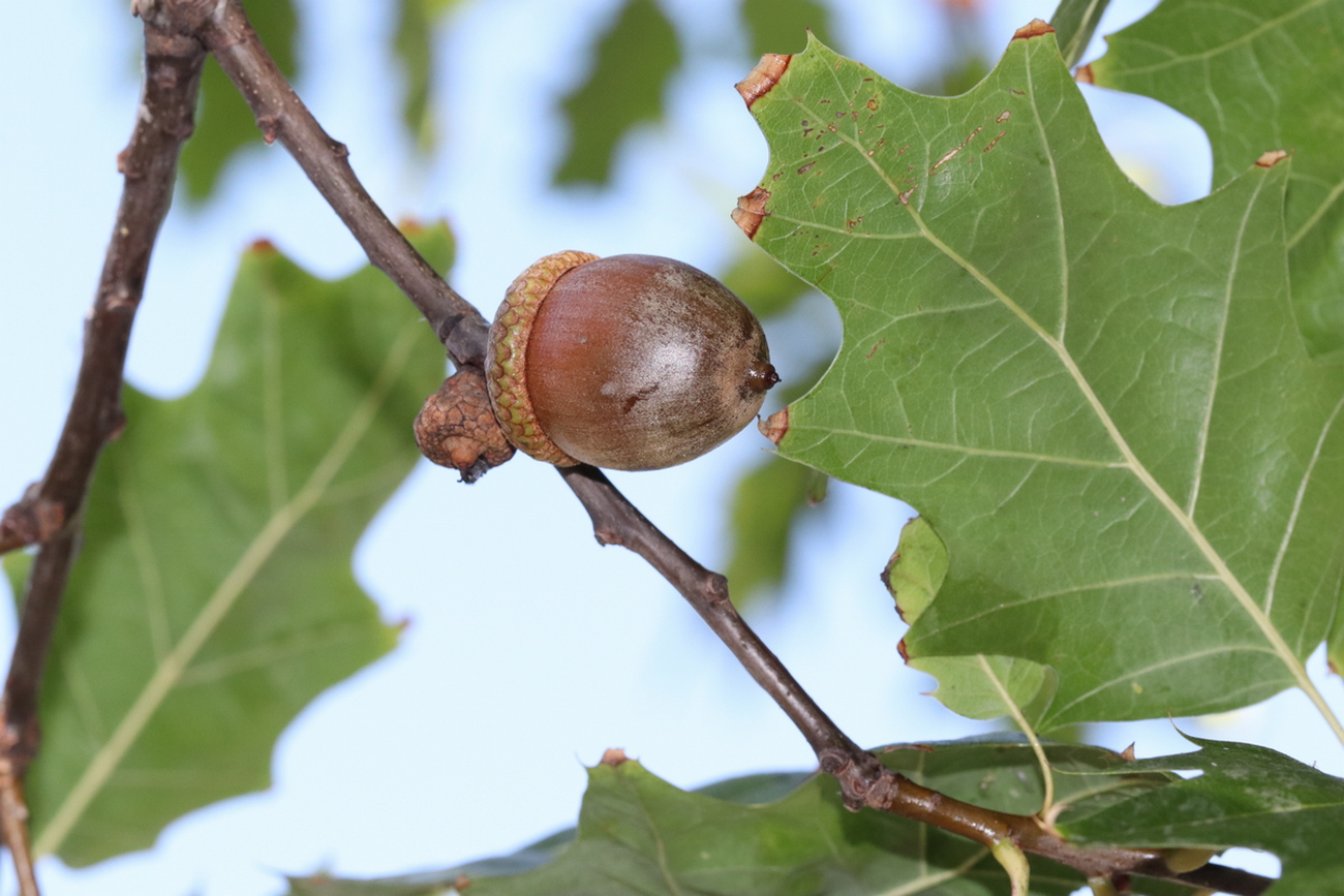 Изображение особи Quercus rubra.