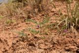 Astragalus oxyglottis. Цветущее и плодоносящее растение. Астраханская обл., Приволжский р-н, окр. пос. Кизань, западный склон бэровского бугра Кара-Тюбе. 08.05.2026.